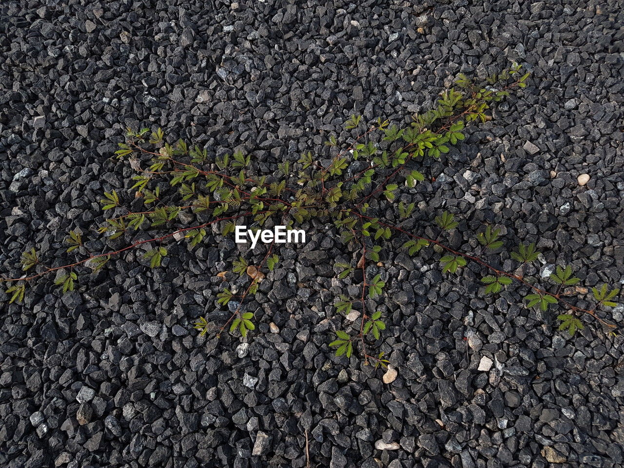 asphalt, soil, road surface, no people, high angle view, day, nature, road, textured, leaf, full frame, grass, green, outdoors, backgrounds, plant, street, transportation, growth, land, city, gravel, directly above, plant part, rough, gray, flooring, close-up, field