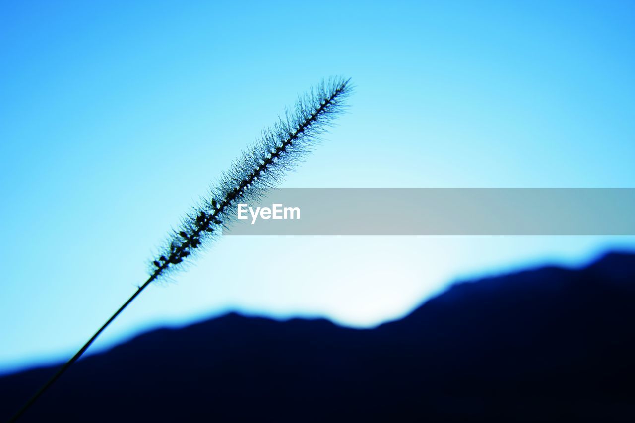 Glück Ruhe Und Stille Beauty In Nature Blue Clear Sky Close-up Day Focus On Foreground Low Angle View Mountain Nature No People Outdoors Silhouette Sky Zufriedenheit EyeEmNewHere