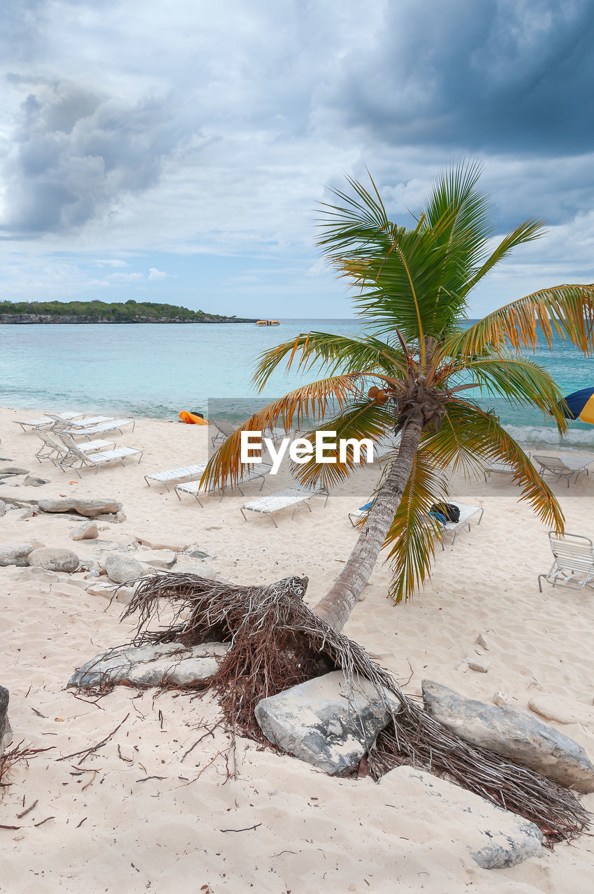 PALM TREE ON BEACH