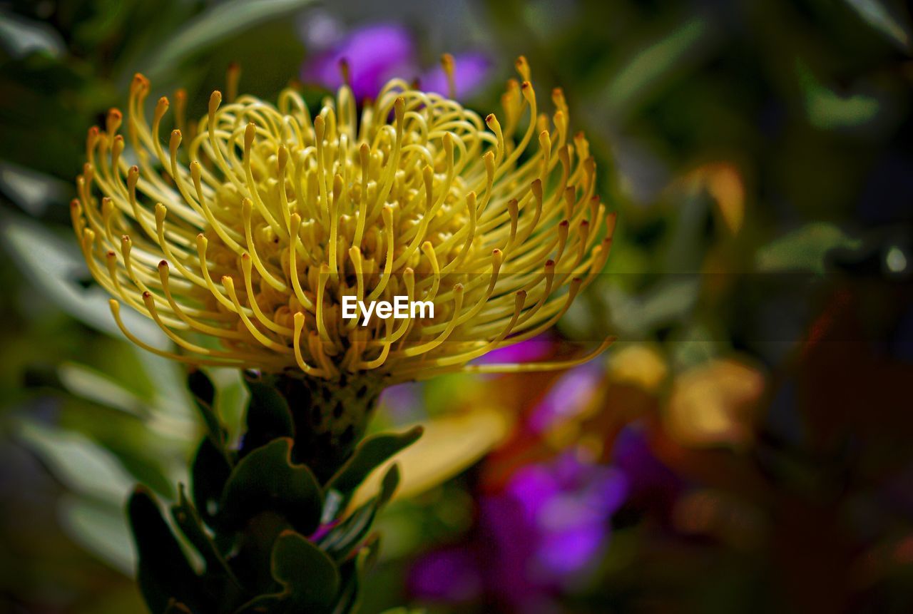 CLOSE-UP OF YELLOW FLOWER BLOOMING