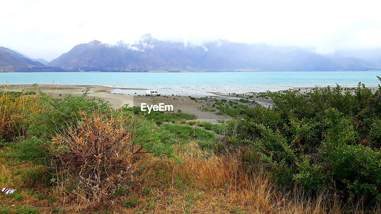 PLANTS GROWING ON BEACH AGAINST SKY