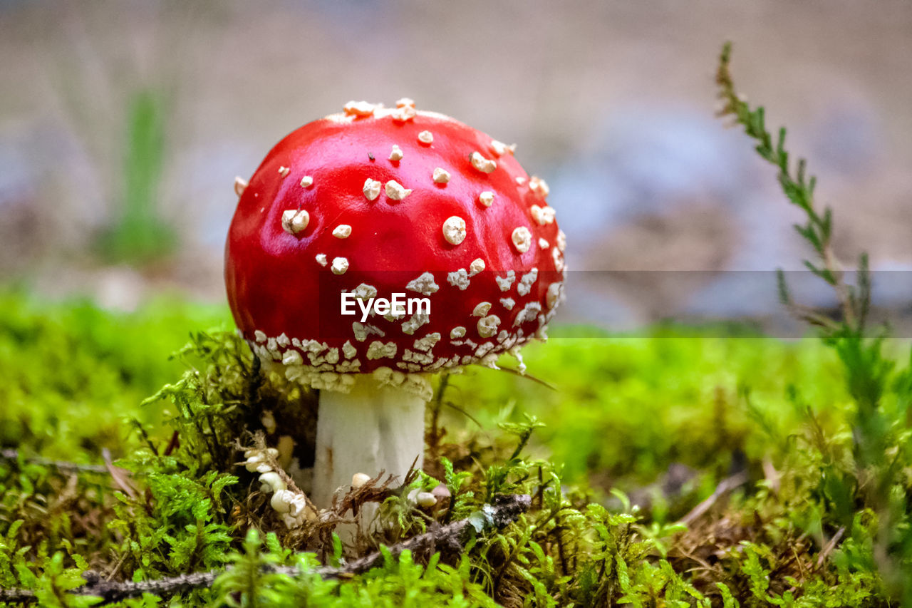 CLOSE-UP OF FLY AGARIC MUSHROOM