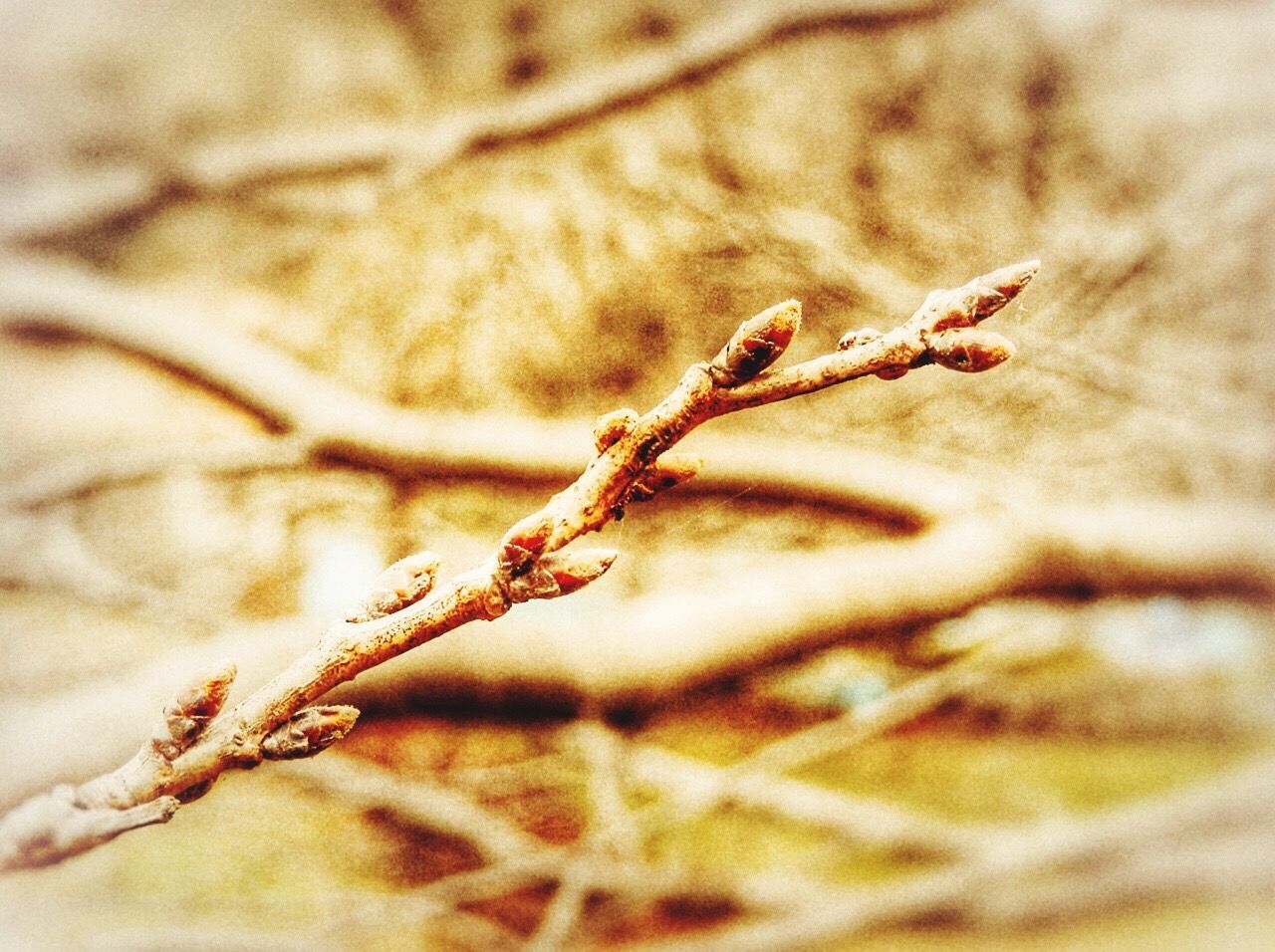 CLOSE-UP OF TWIGS