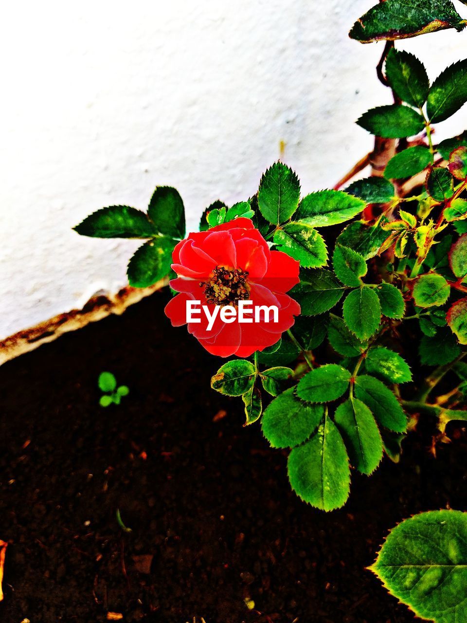 CLOSE-UP OF RED ROSE FLOWER