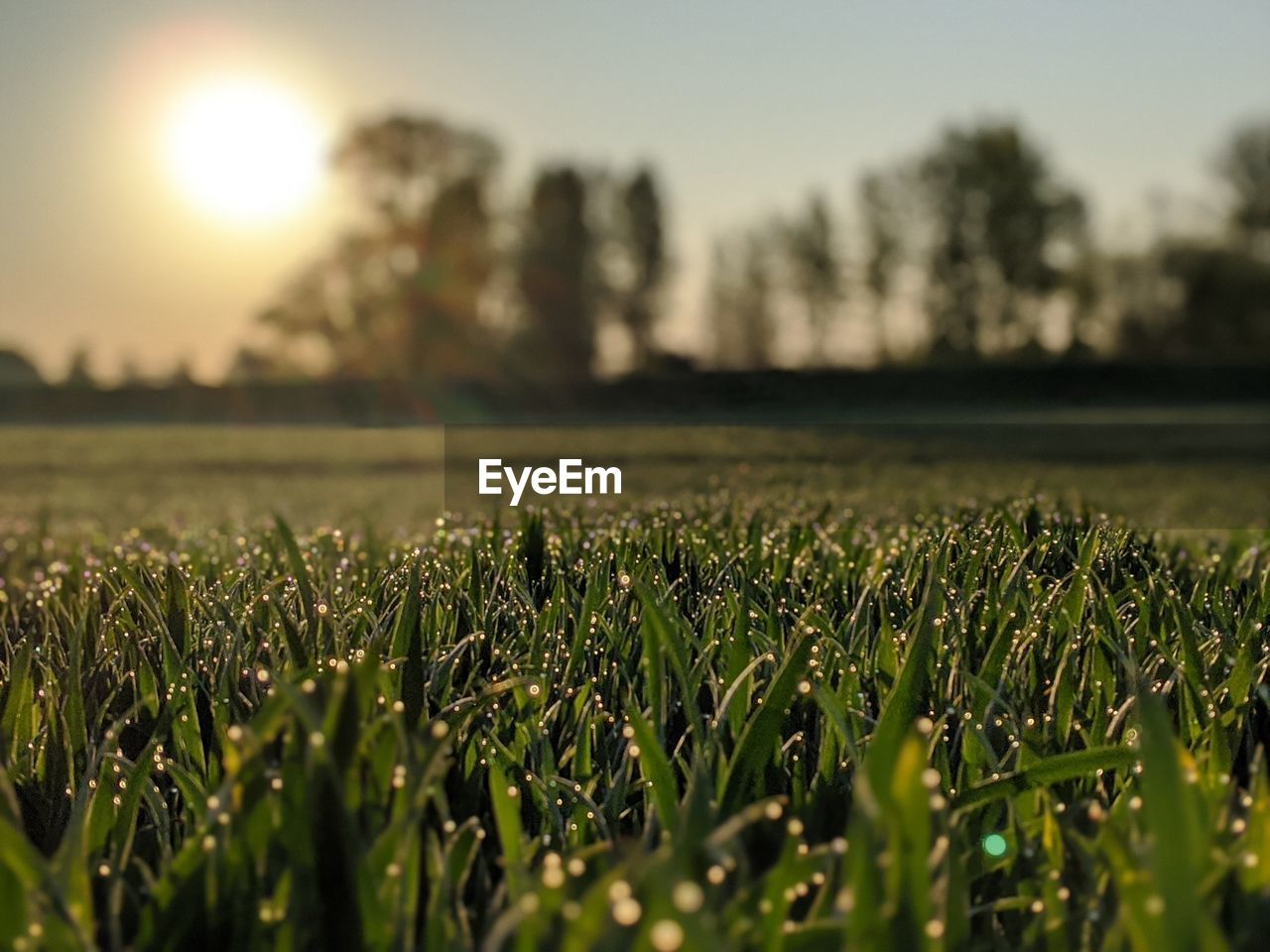 SURFACE LEVEL OF AGRICULTURAL FIELD AGAINST SKY