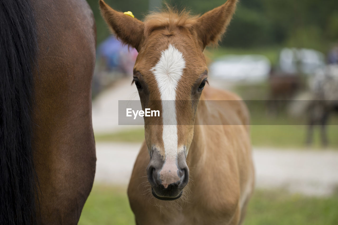 Portrait of a chestnut foal