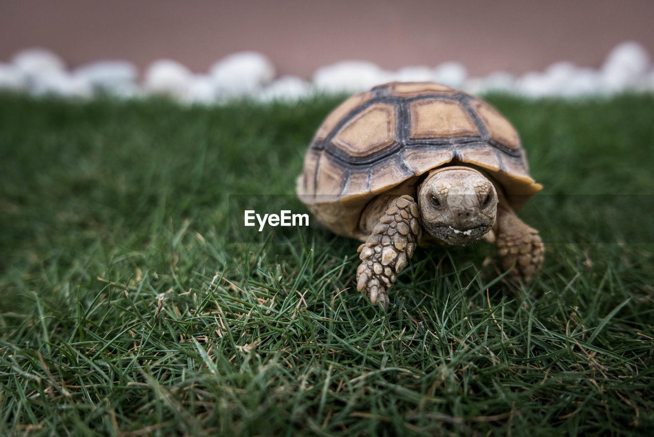 Close-up of tortoise on grass