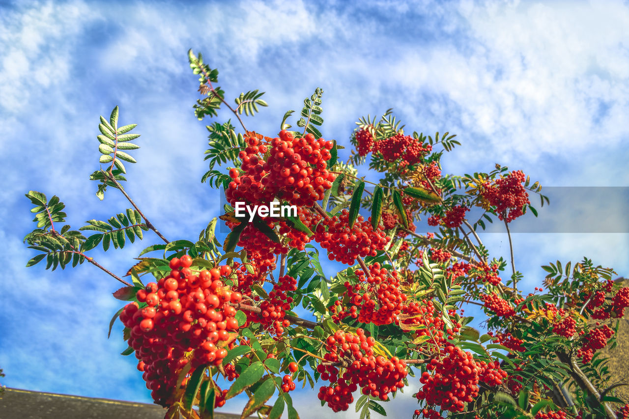 LOW ANGLE VIEW OF RED BERRIES ON PLANT AGAINST SKY