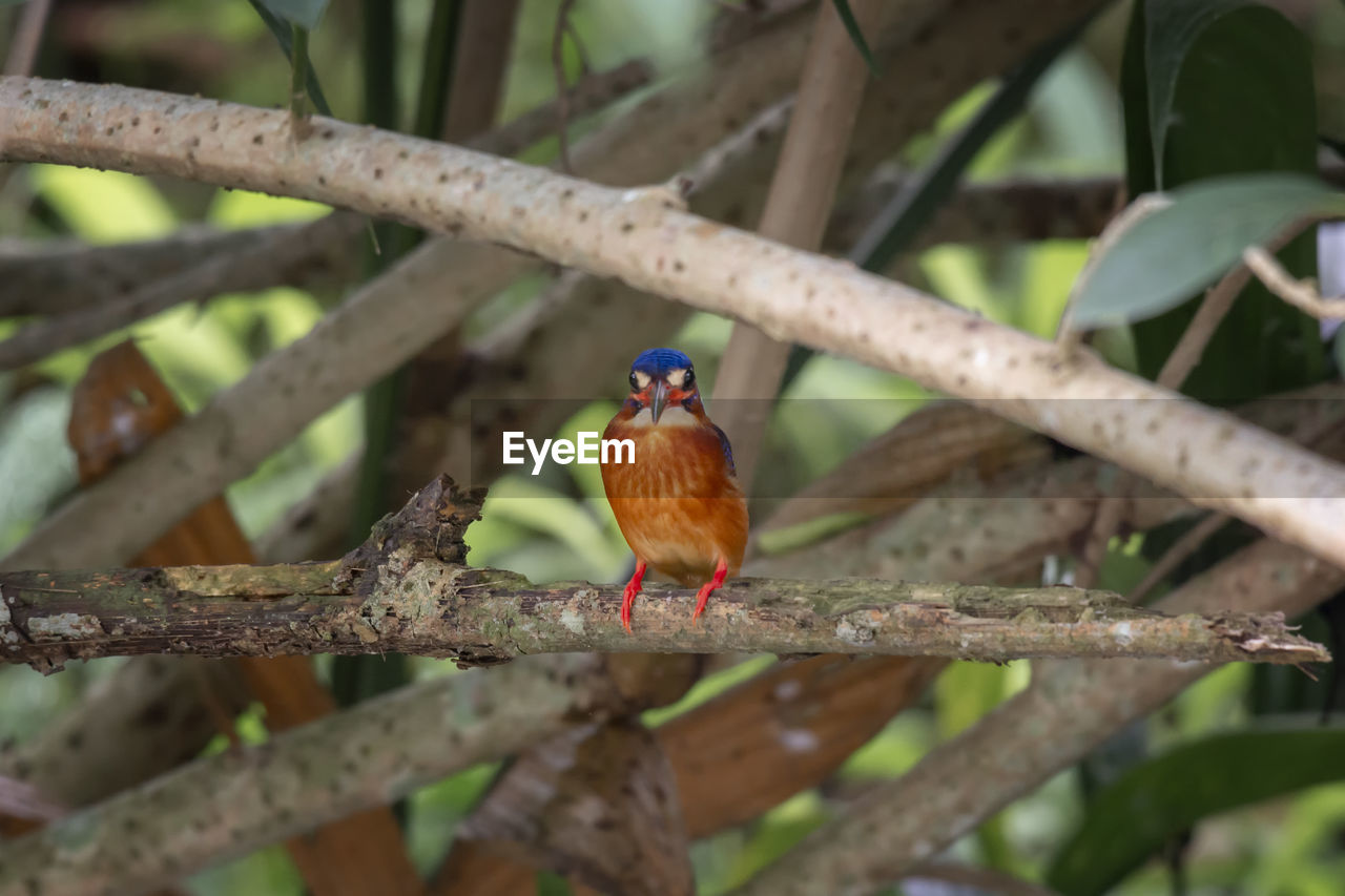 SMALL BIRD PERCHING ON BRANCH