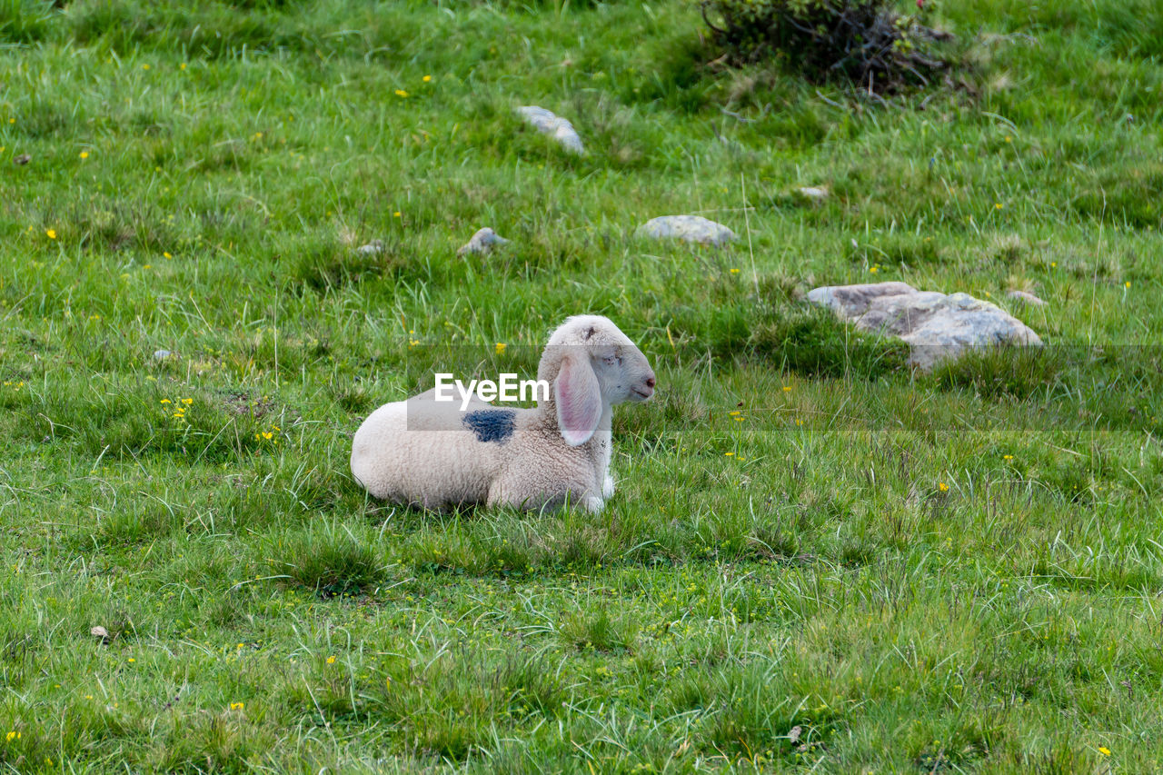 SHEEP IN A FARM