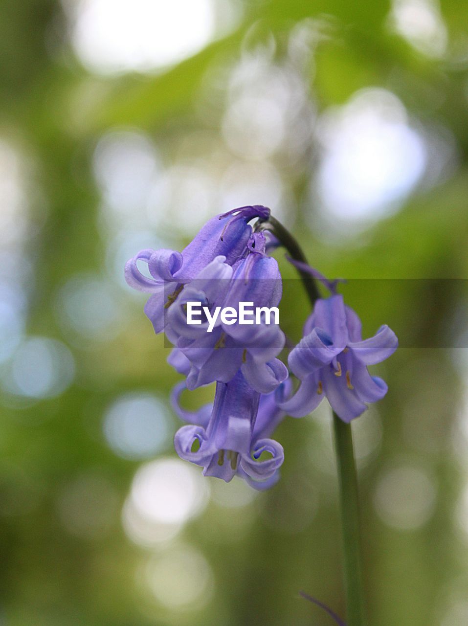 Close-up of purple flowers blooming outdoors