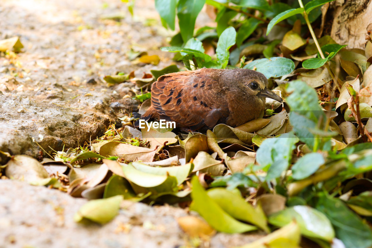 HIGH ANGLE VIEW OF LIZARD ON LAND