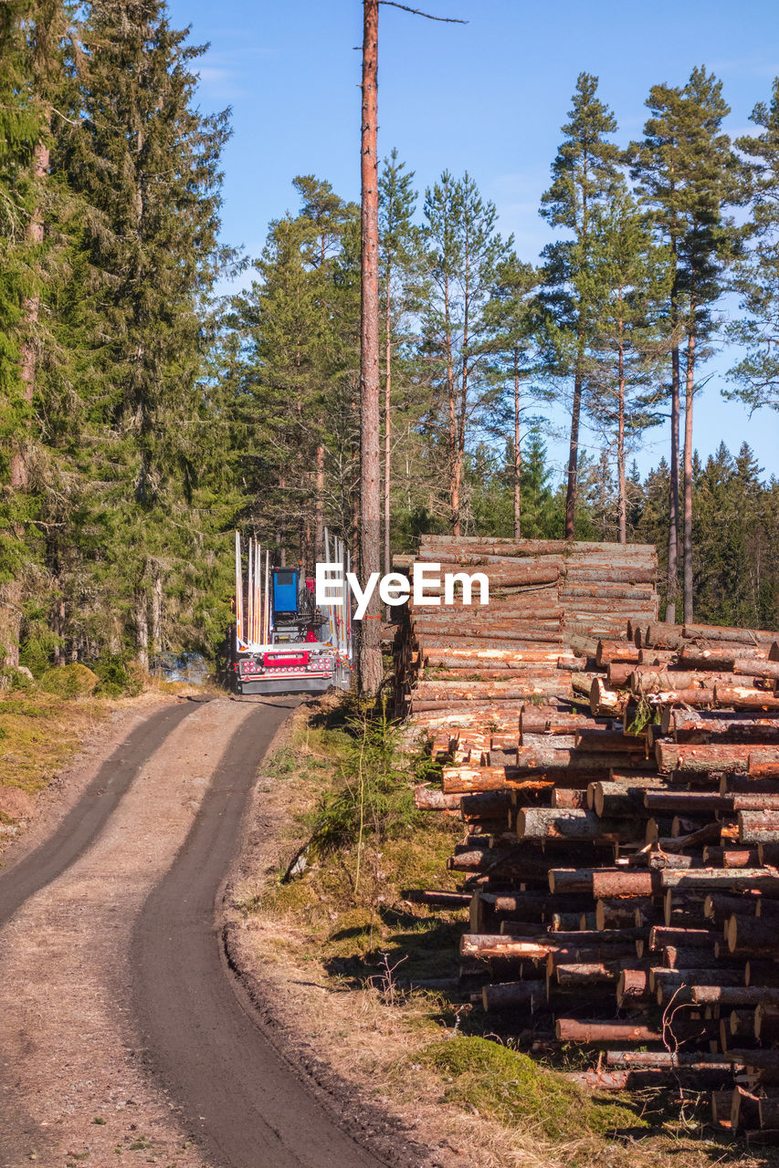 Truck on a dirt road in the forest by a timber heap