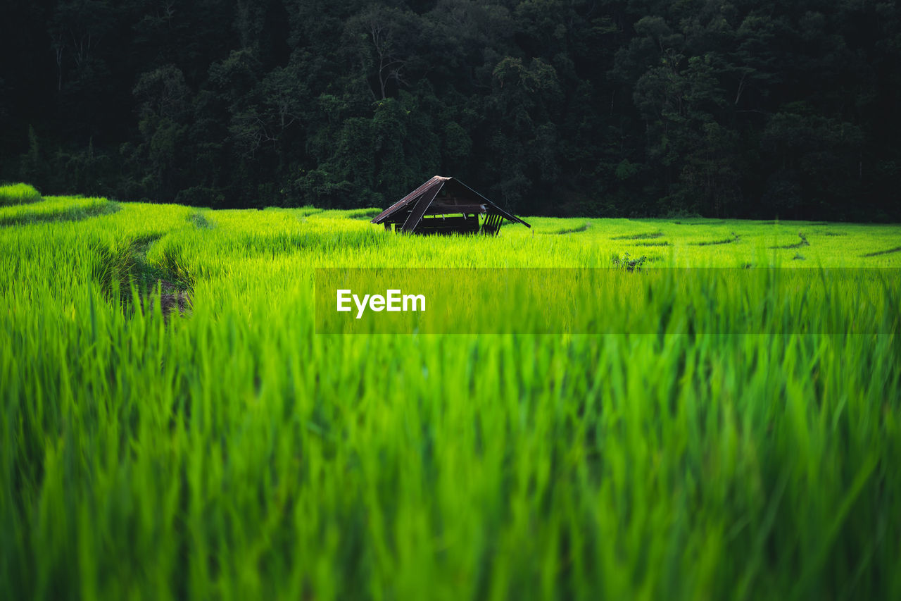 Scenic view of agricultural field