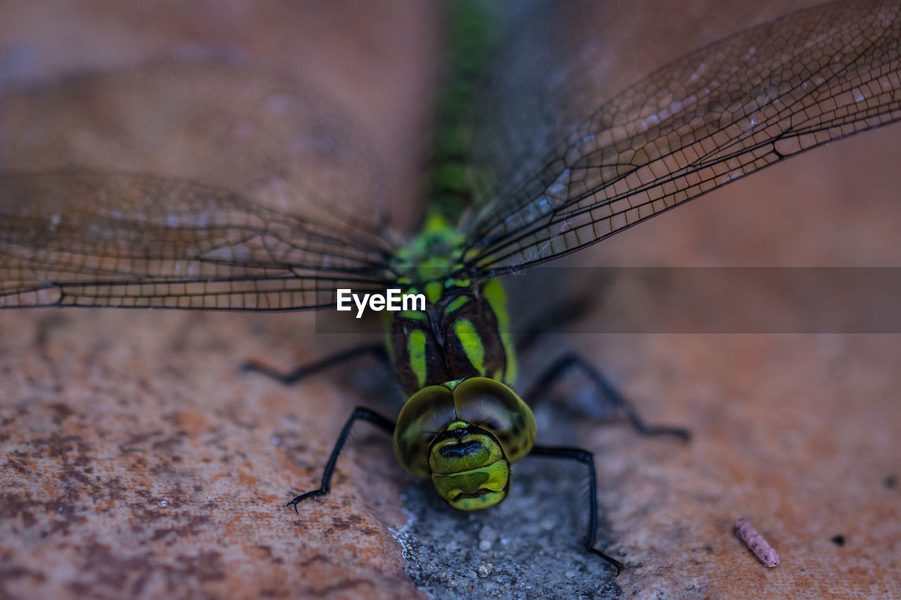 Close-up of an insect on ground