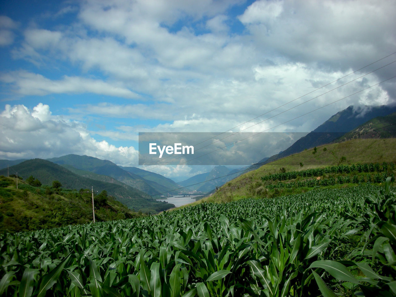 Scenic view of agricultural field against sky