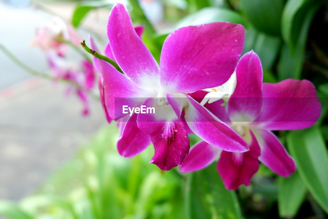 CLOSE UP OF PINK FLOWER