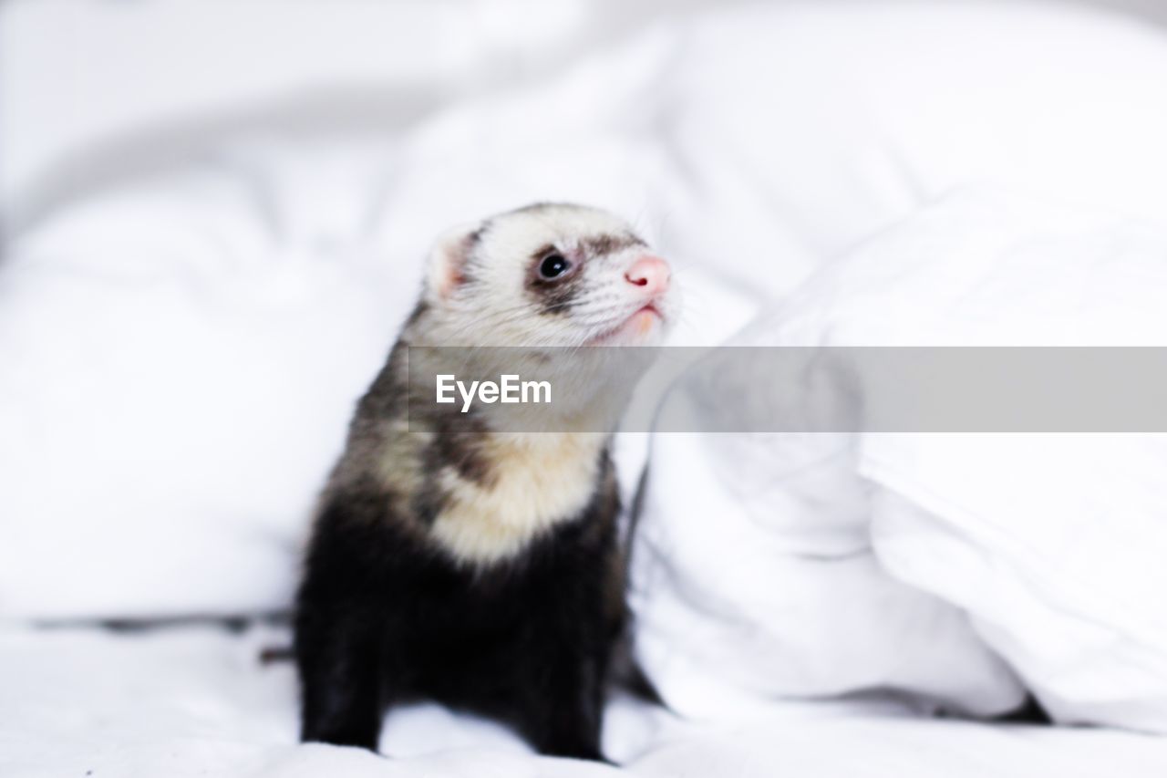 Close-up of white ferret on bed