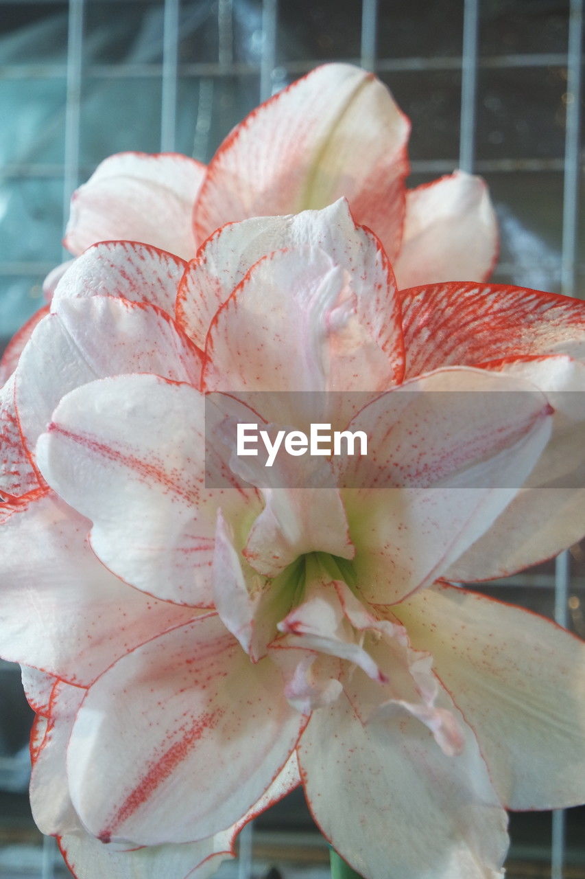 flower, close-up, plant, pink, freshness, beauty in nature, flowering plant, focus on foreground, nature, growth, no people, petal, fragility, day, outdoors, inflorescence, flower head