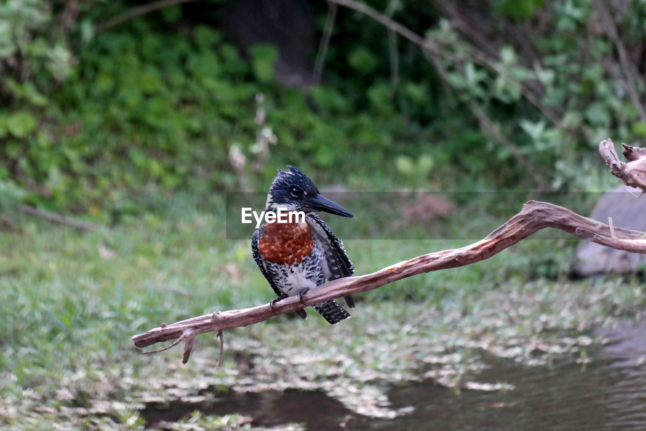 BIRD PERCHING ON TREE