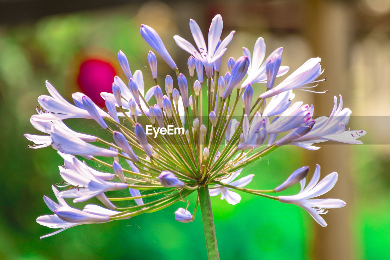 CLOSE-UP OF PURPLE FLOWERS