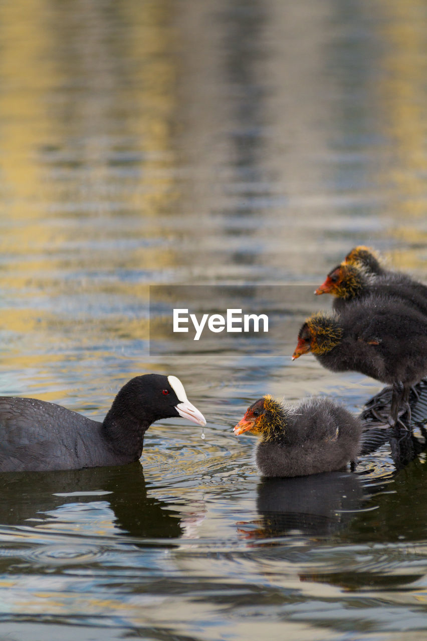 Coot with young birds swimming on lake