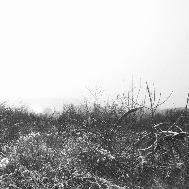 TREES ON LANDSCAPE AGAINST CLEAR SKY