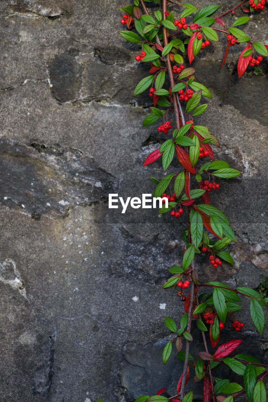 CLOSE-UP VIEW OF TREE