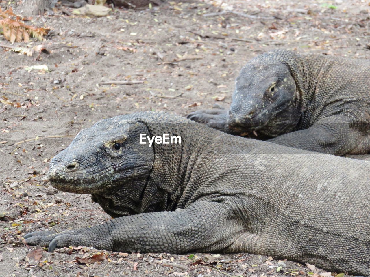 CLOSE-UP OF AN ANIMAL LYING ON LAND