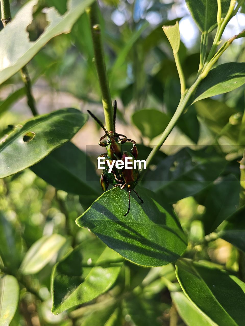 animal themes, animal, animal wildlife, insect, plant part, leaf, plant, green, wildlife, nature, one animal, flower, animal wing, close-up, branch, beauty in nature, tree, no people, outdoors, butterfly, environment, animal body part, focus on foreground, food, shrub, day, feeding