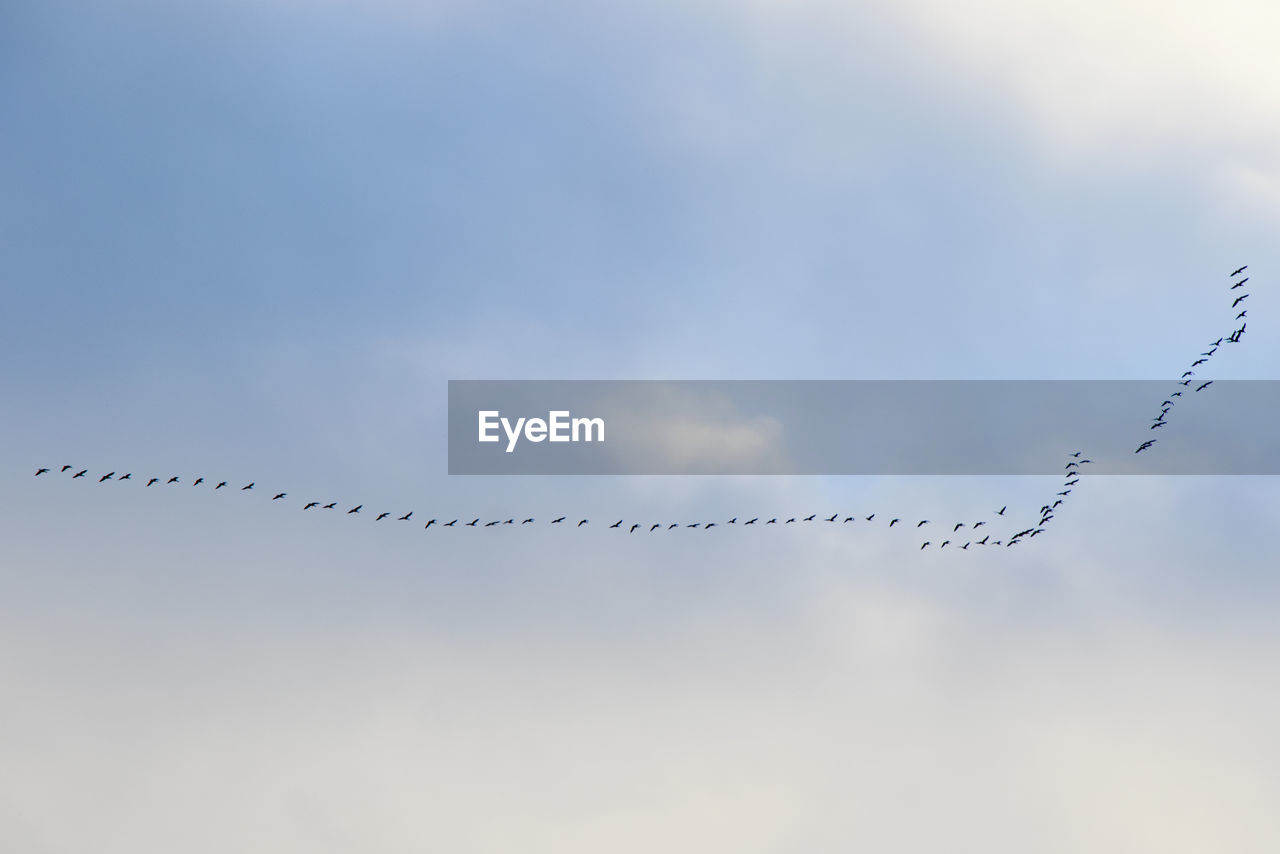 Birds flight in the sky, background. clouds and blue sky.