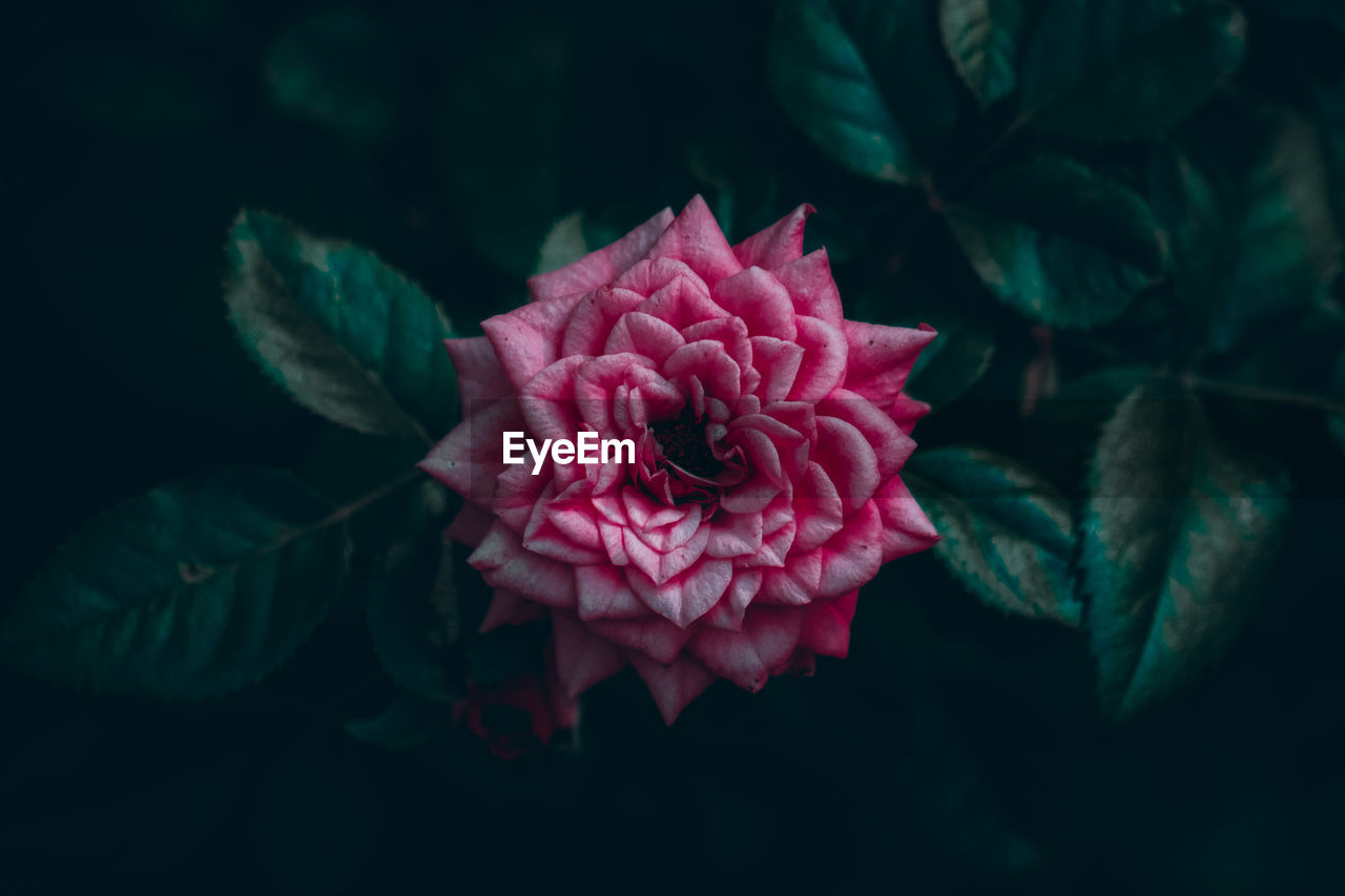 Close-up of pink rose