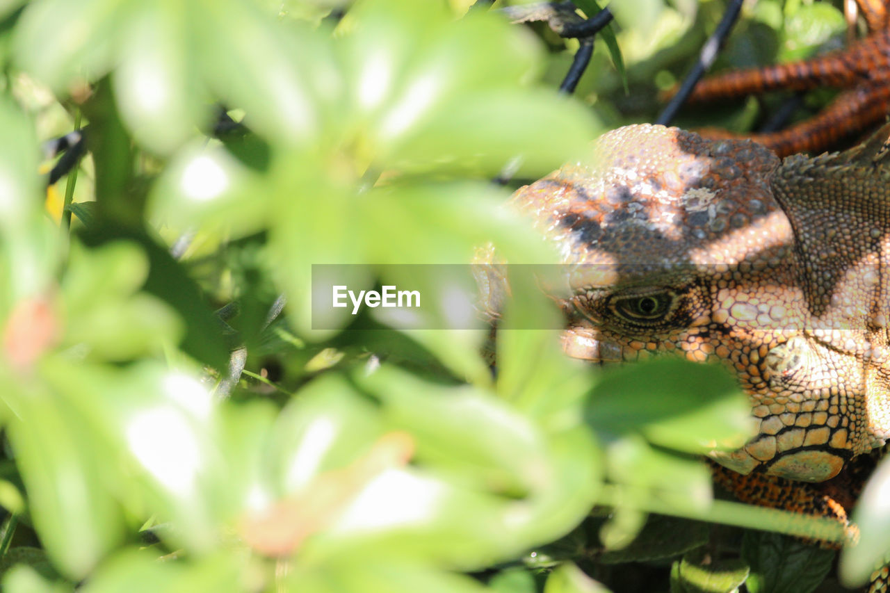 CLOSE-UP OF A LIZARD ON LEAF