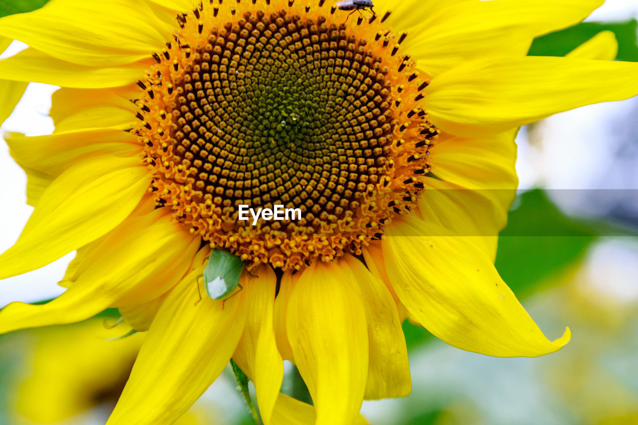 Close-up of yellow sunflower