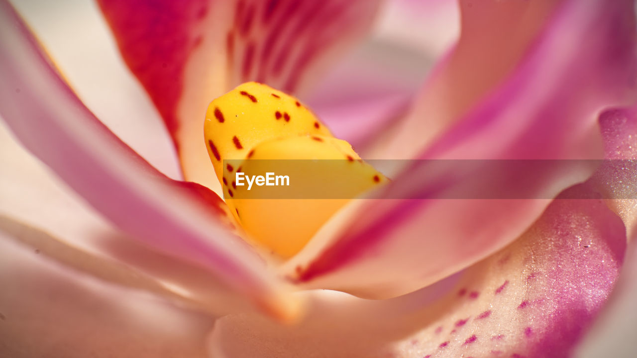 EXTREME CLOSE-UP OF PINK FLOWER