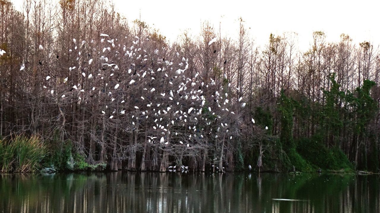 REEDS GROWING IN LAKE