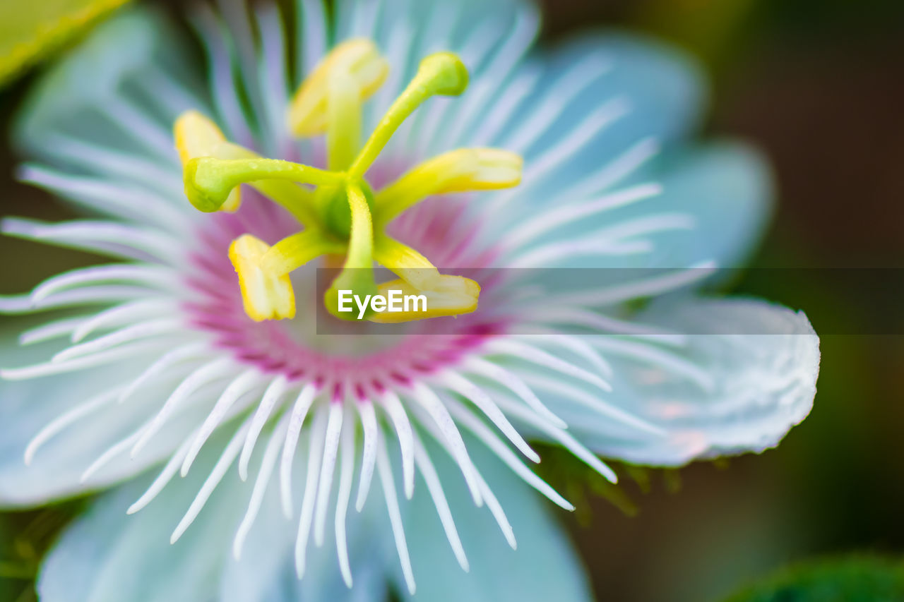 CLOSE-UP OF PURPLE FLOWER IN BLOOM