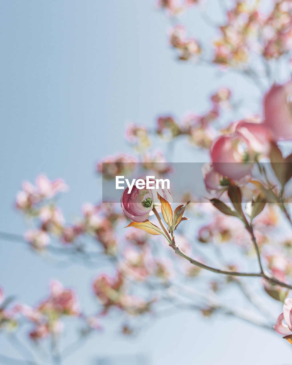 Low angle view of cherry blossoms on branch