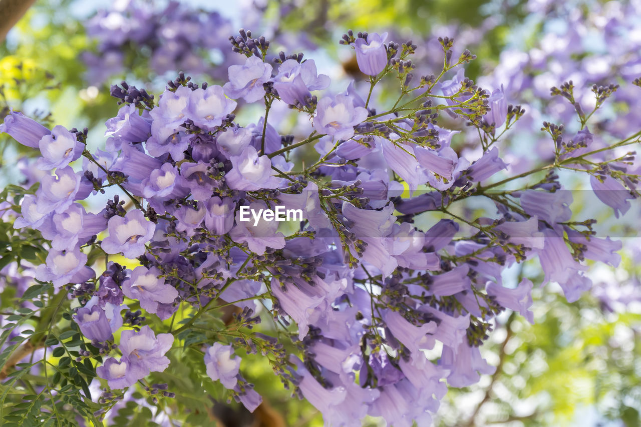plant, flower, flowering plant, beauty in nature, freshness, growth, fragility, tree, blossom, nature, springtime, purple, lilac, branch, close-up, no people, day, petal, outdoors, focus on foreground, botany, selective focus, flower head, inflorescence, sunlight, low angle view, plant part, wildflower, spring, leaf