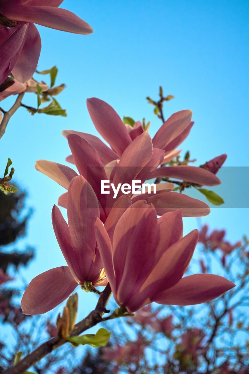 CLOSE-UP OF BLUE FLOWER BLOOMING AGAINST SKY