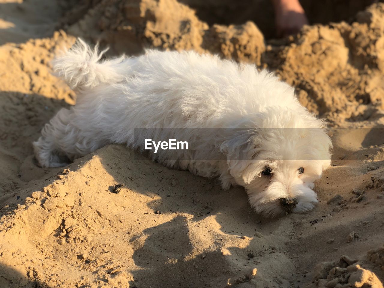 White dog resting on sand