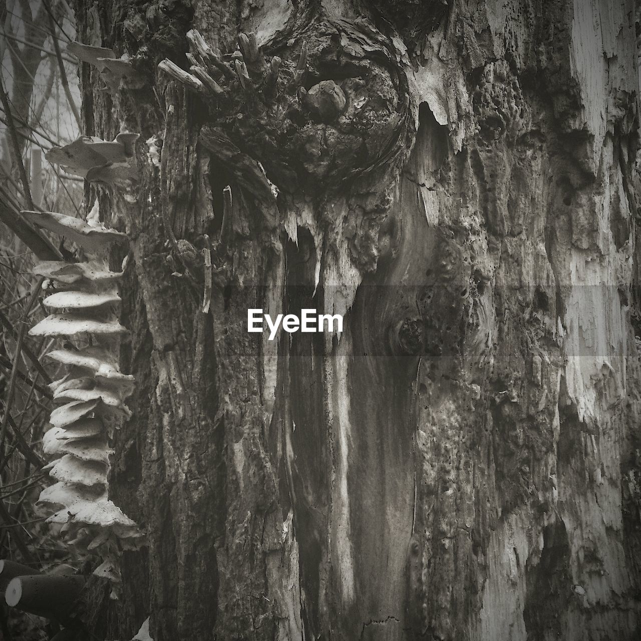 Fungus on rotting tree trunk