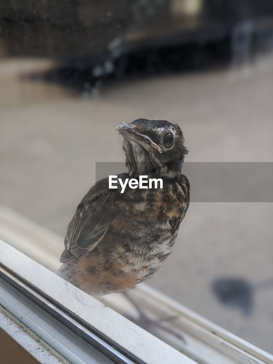 CLOSE-UP OF A BIRD PERCHING ON A WINDOW