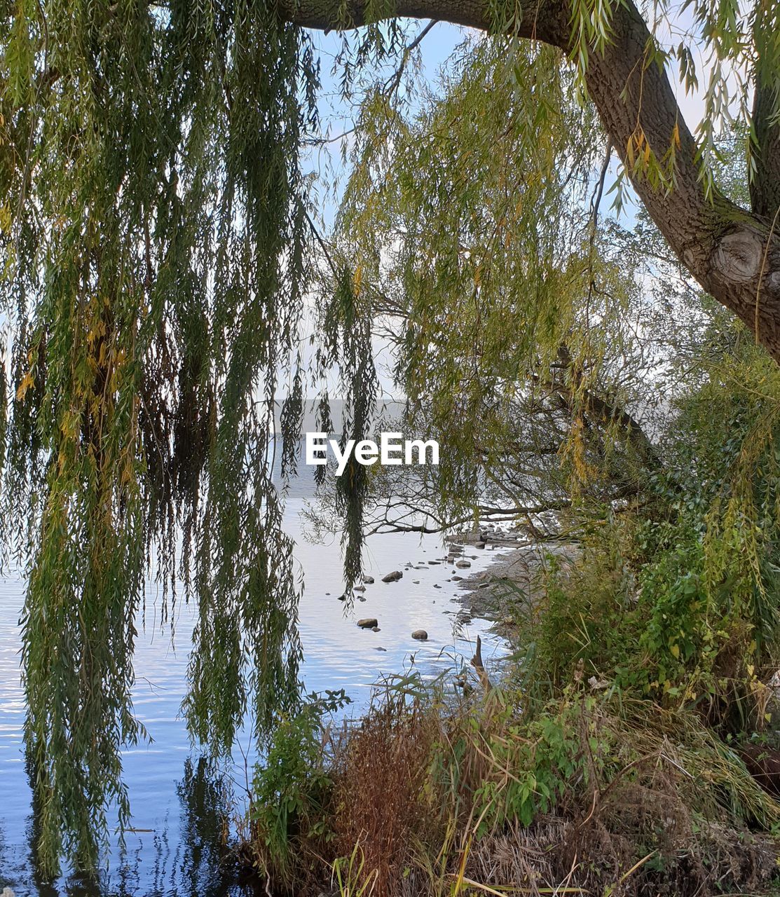 REFLECTION OF TREES ON WATER