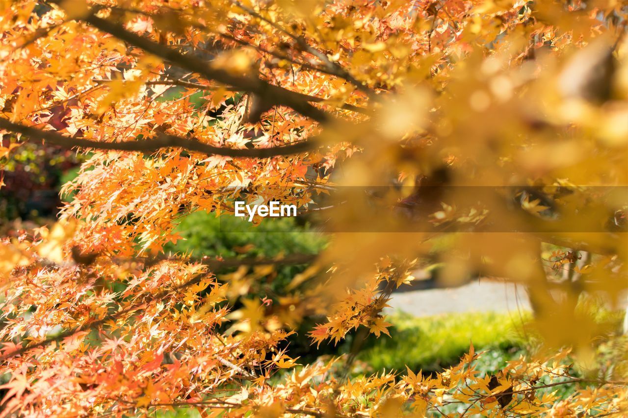 CLOSE-UP OF AUTUMN LEAVES