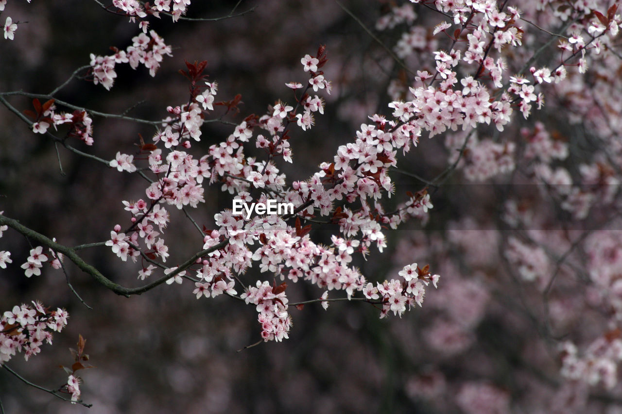 Close up of fruit flowers in the earliest springtime