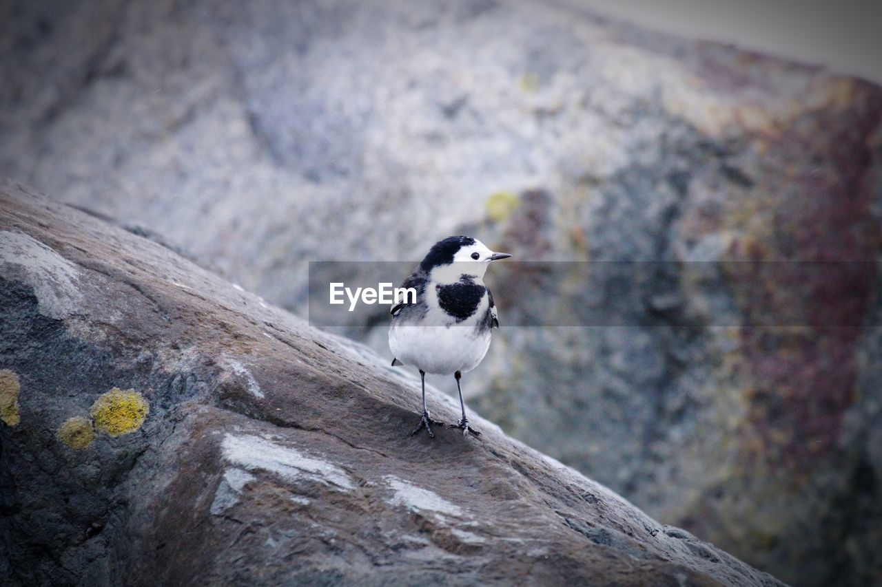 animal themes, animal, animal wildlife, bird, wildlife, nature, one animal, perching, close-up, no people, focus on foreground, rock, beak, day, wood, outdoors, blue, full length