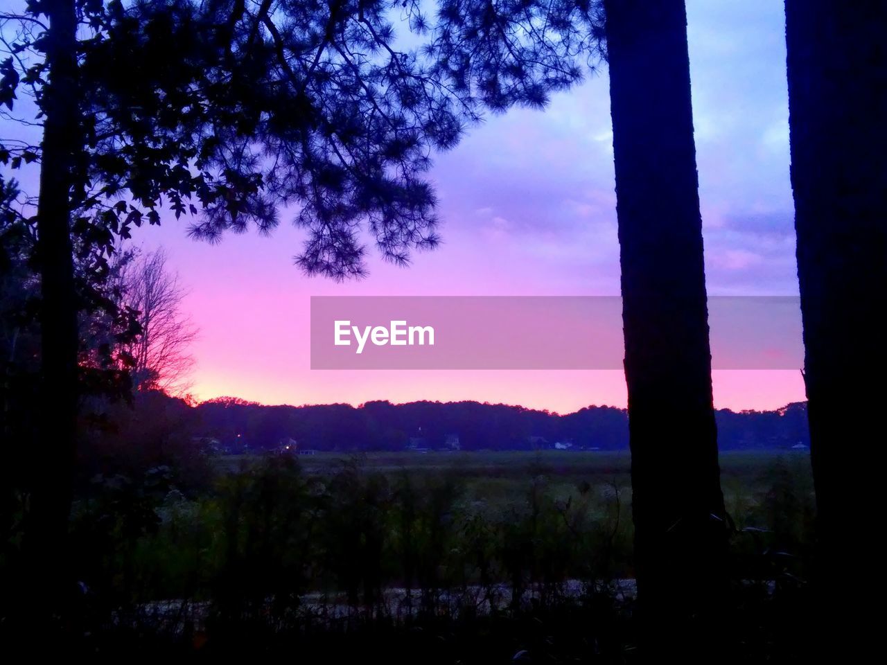 Trees growing on field against sky at dusk