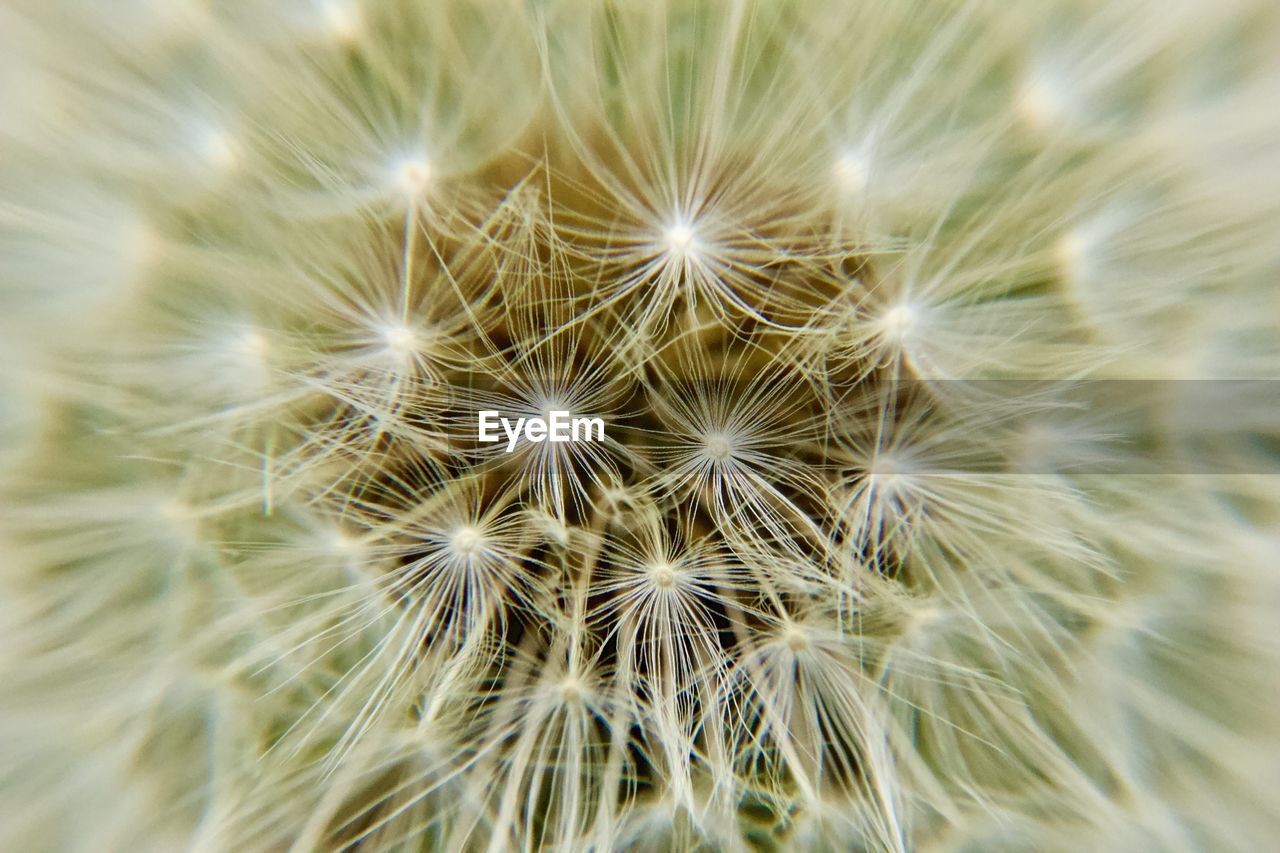 CLOSE-UP OF DANDELION AGAINST WHITE BACKGROUND