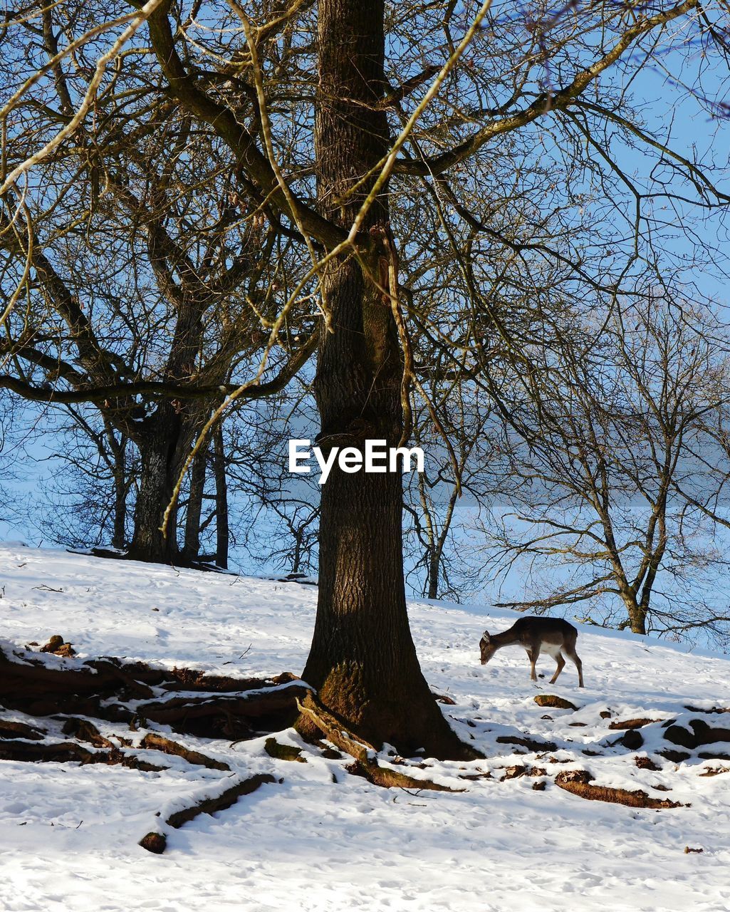 Deer by bare tree on snow covered field